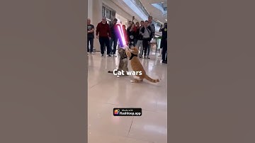 May the paws be with you #cat #starwars #cats #flashvam