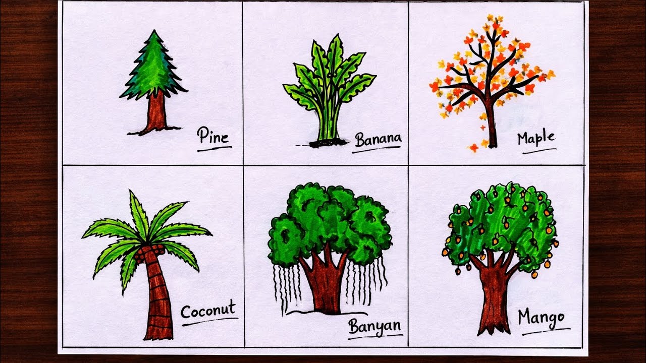 🌳 6 Important Types of Trees🎄with Easy Drawing✨| Pine, Banyan, Mango & More🎊| Drawing video | Video