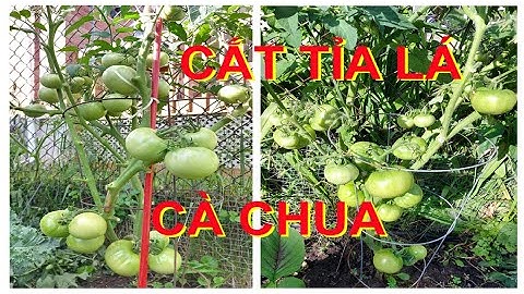 CẮT TỈA LÁ CÀ CHUA