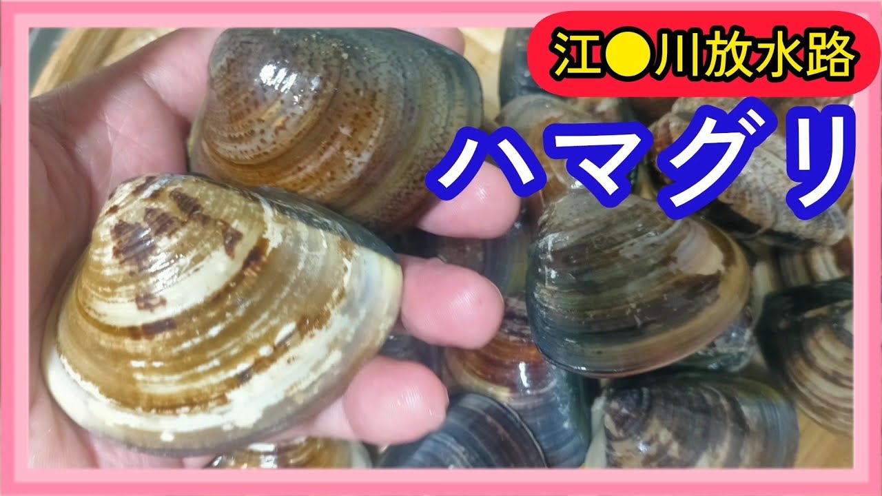 東京湾の奥地で大きいハマグリ😍がたくさん潮干狩り！あの中華料理にしたら激ウマ😋！？ハマグリはどこにいる？😫