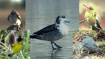 ¿Dónde duermen las palomas en invierno?