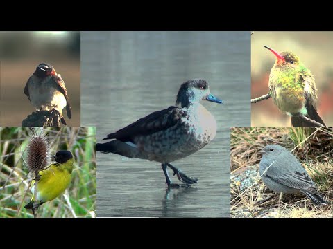 Video: Cómo Alimentar A Las Aves En Invierno