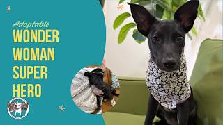 Adoptable Wonder Woman Super Hero
