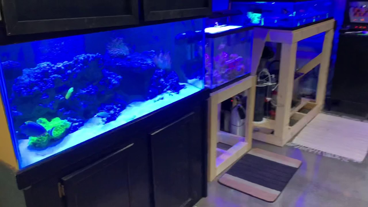 Queen Anne’s Reef ~~ROOM TOUR~~ on 3-10-2021