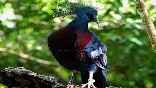 Scheepmakers Crowned Pigeon Bird Review Bird Nest