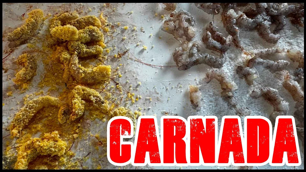 Como PREPARAR la MEJOR carnada para PEJERREY 2025