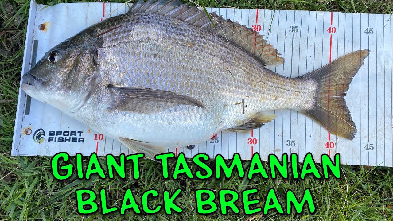 Bream Fishing Tasmania Huge Southern Black Bream YouTube Bream Fishing Tasmania Huge Southern Black Bream YouTube