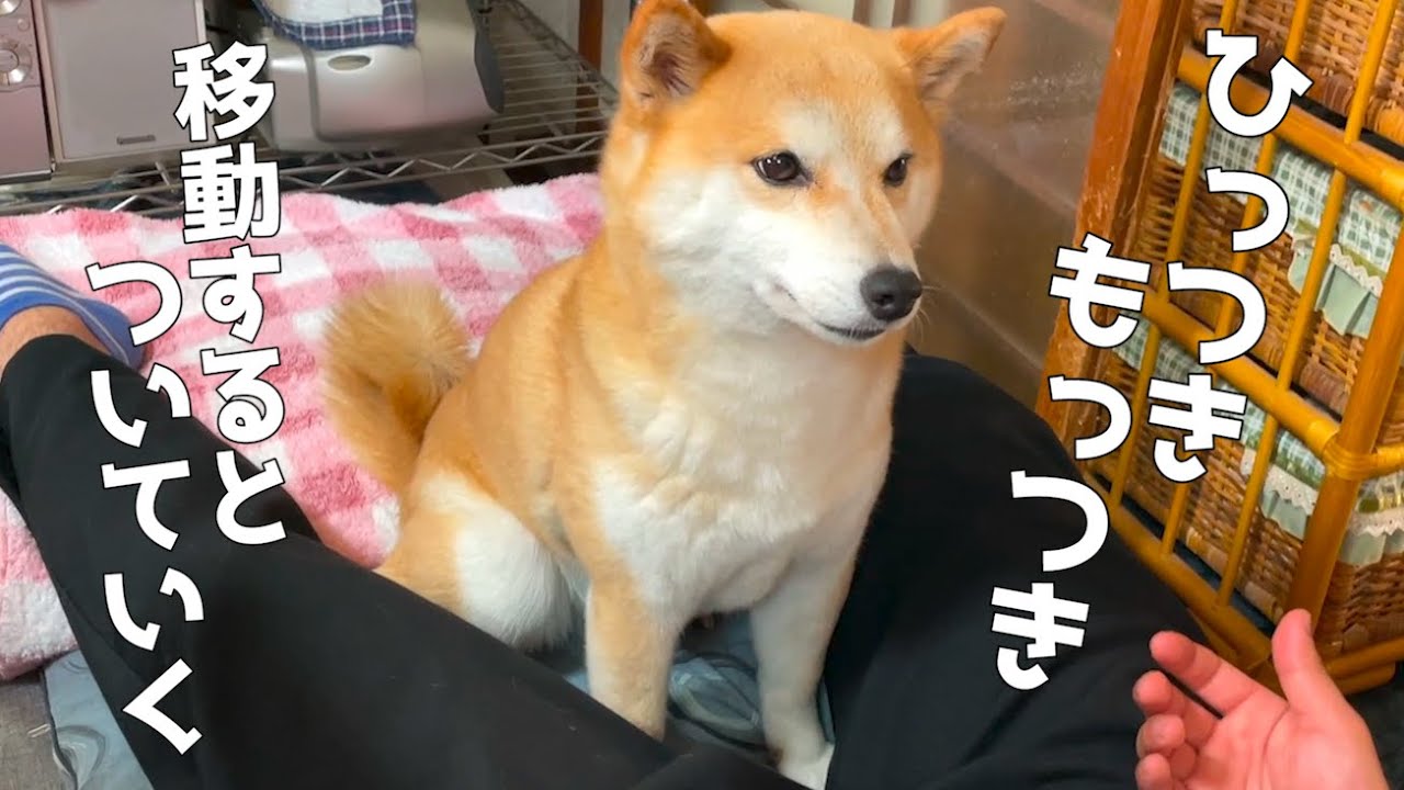 大好きなお兄ちゃんが来てしまうと乙女になる柴犬 - YouTube