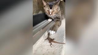 Just A Bunch Of Scaredy Cats   What Things Can Threatened Cats    Top Funny Cat