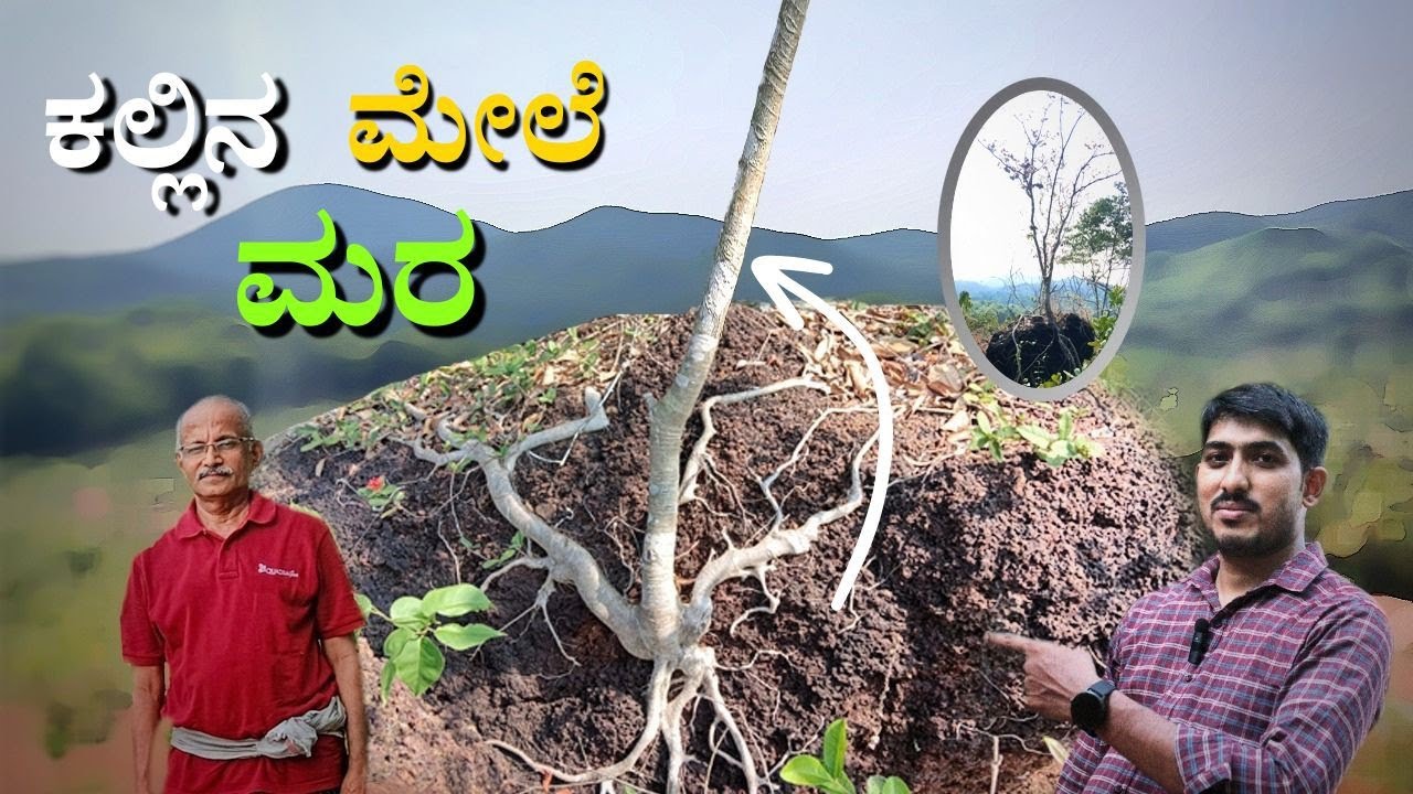 Natures's wonder tree - kallu ashwattha | ಪ್ರಕೃತಿಯ ಸುಂದರ ವಿಸ್ಮಯ- ಕಲ್ಲು ...