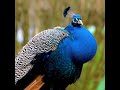 Queen of Bird, peacock #birds #animals