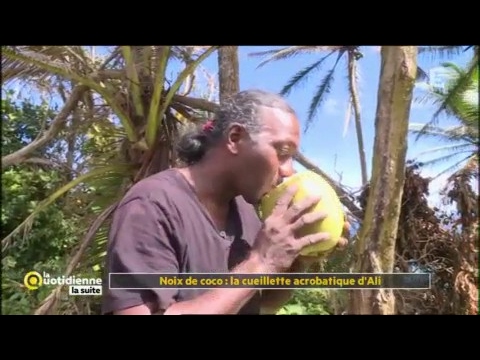Vidéo: Récolte des cocotiers - Comment cueillir des noix de coco dans les arbres