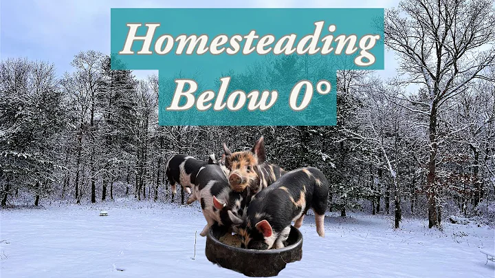 Frozen Farming: Keeping Pigs Happy and Healthy in Cold Weather