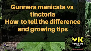 Gunnera manicata vs tinctoria:How to tell the difference between Gunneras and growing tips
