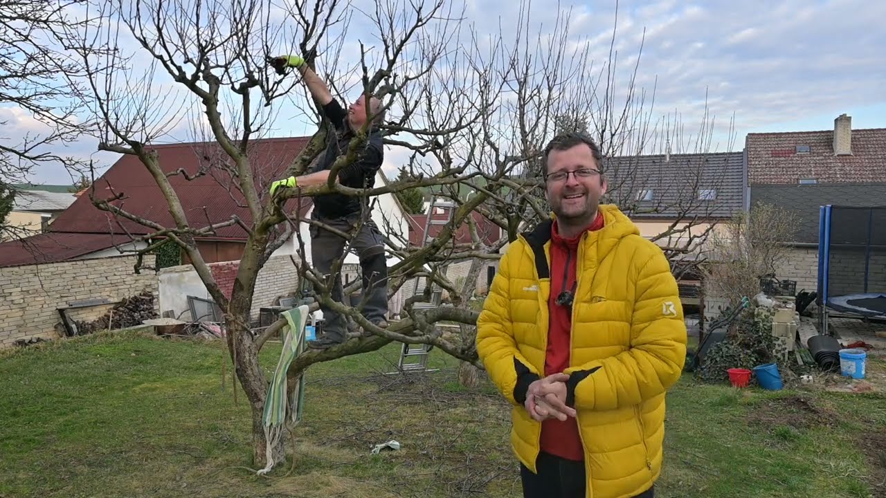 PRAKTICKÁ UKÁZKA Jak omezit bujný růst ovocných stromů? Zejména starších, které nám nasadí jen vlky?