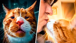 Download Lagu Blinde kat overleeft 2 jaar op straat... Wat er daarna gebeurde zal je doen huilen! MP3