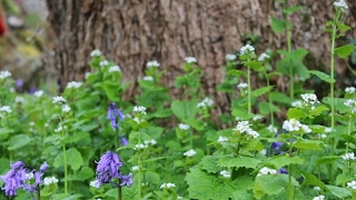 Arewa fans Tv Live Stream