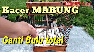 Perawatan KACER MABUNG ,Kacer ngurak. bulu kacer Trotol ke dewasa.