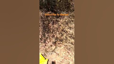 Indian rock python snake  (ajagar)non venomous snake ⚠️warning -- don