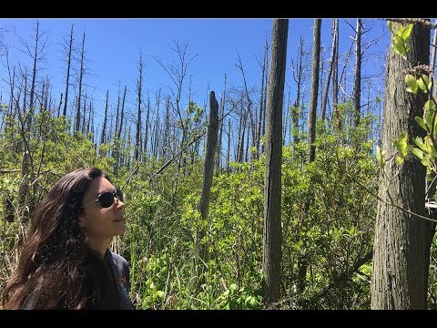 Video: Atlantic White Cedar Info - Sådan dyrkes Atlantic White Cedar træer