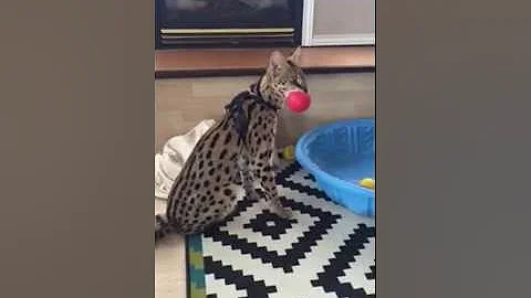 Watch the video about Capone the serval cat