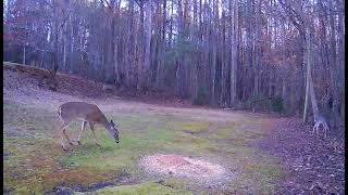 TRAIL CAMERA CRITTERS