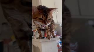 Frightened by a fart  #bengalcatsworld #cat #henrythebengal #catbreed #kitten #savannahcats