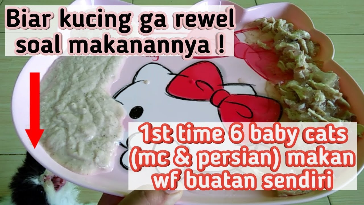 USIA BERAPA ANAK KUCING BOLEH MAKAN Wet food Dry food YouTube
