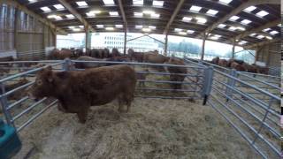 Vaches Allaitantes Ahun