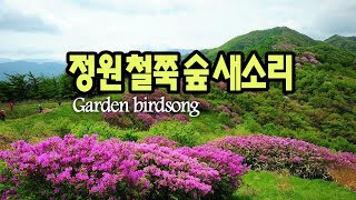 4월의 정원 숲, 새소리 - Garden birdsong