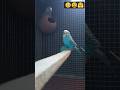 short #budgies bird #😊