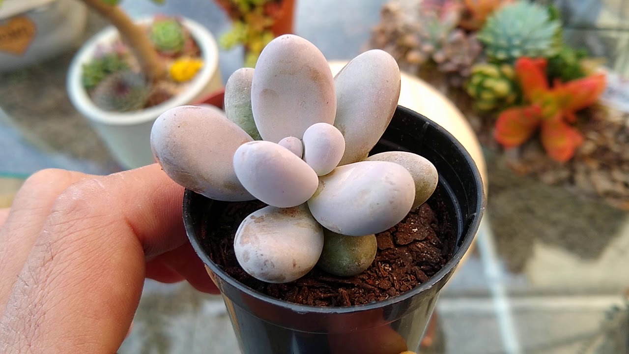 PARECE MAS NÃO É #7🌿 PACHYPHYTUM OVIFERUM X SEDUM CRAIGII' X GRAPTOPETALUM AMETHYSTINUM
