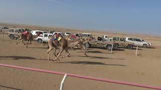 الجمعه    الموافق فبرايرم الشوط الرئيسي ثنوات وزمول كم