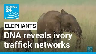 Elephant Tusk Dna Sleuthing Reveals Ivory Trafficking Networks France 24 English