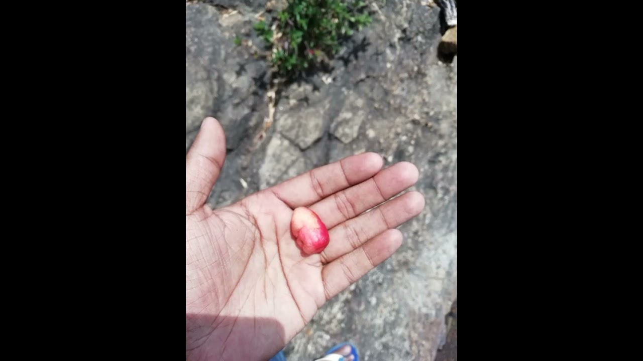 Knuckles trekking with france guests 🧗⛰️🇫🇷 