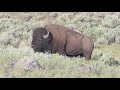 Scenes from the Lamar Valley Bison Rut 2019 in Yellowstone