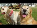 나는 천사견으로 이미지 메이킹된 리트리버한테 속았다..ㅣAny Butlers Who Fell For A False Angelic Image Of Retriever Dogs?