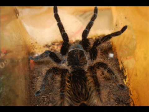 Antman enter the hulk ear