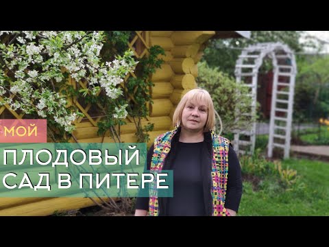 Плодовый сад в Питере. Обзор моих фруктовых деревьев, ягод и кустарников