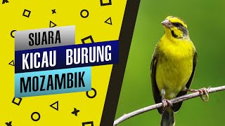 Download Lagu Suara Burung Mozambik Gacor Ngeroll Untuk Masteran Burung Kicau MP3