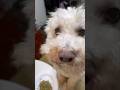Mi perro Simba prepara chocolate casero🍫Parte 1.  #parati #fyp #dog lifehacks #soyeldemuner