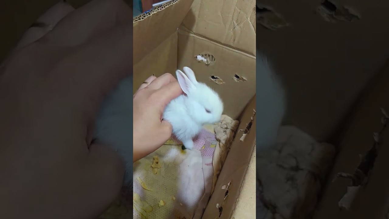 one bunny expire🐇😭