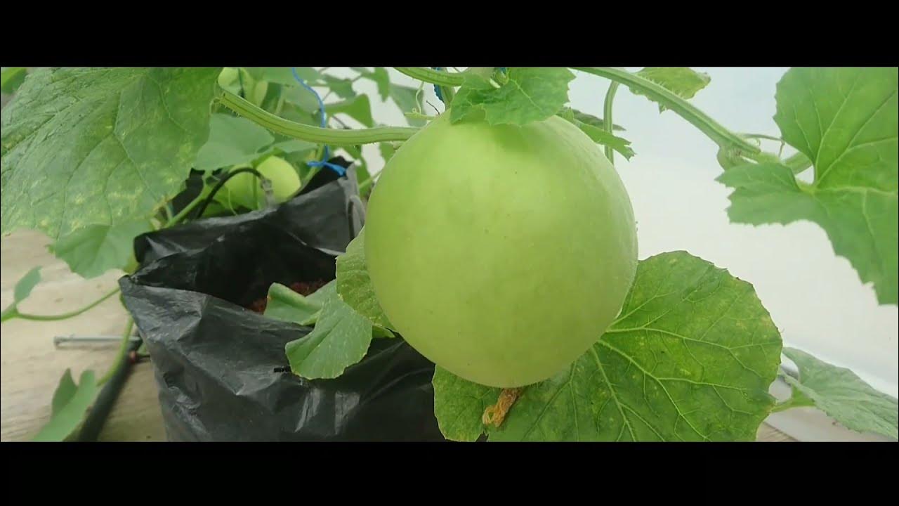 how to grow melons from seed to harvest YouTube