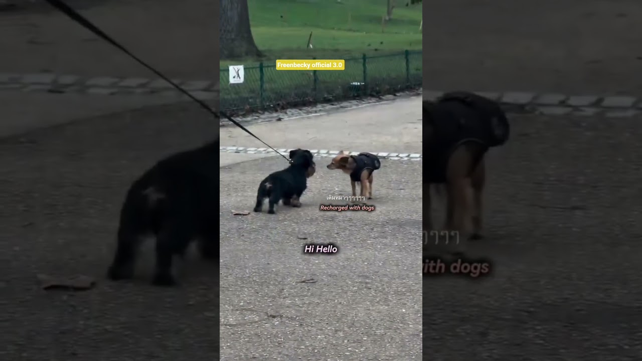 Caption: recharged with dogs🐶🤩🤏