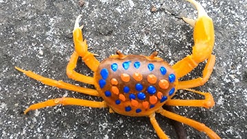 Thảo CADY Bắt các con vật trong sân, con cua con ếch, xe ô tô, xe tải, máy xúc -Part000123