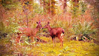 Kissing deer so close 🦌 #deer #🦌 by I Love to Explore Oregon 34 views 2 months ago 3 minutes, 4 seconds