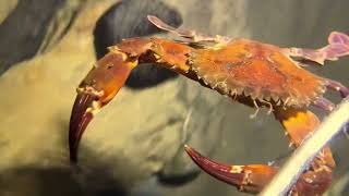 Explore unknown underwater caves or species