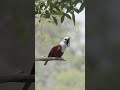 Three-wattled Bellbird Singing