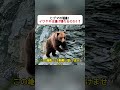 ヒグマの猛追！ イワヤギは逃げ切れるのか！？ #ヒグマ #イワヤギ #野生動物 #崖 #自然