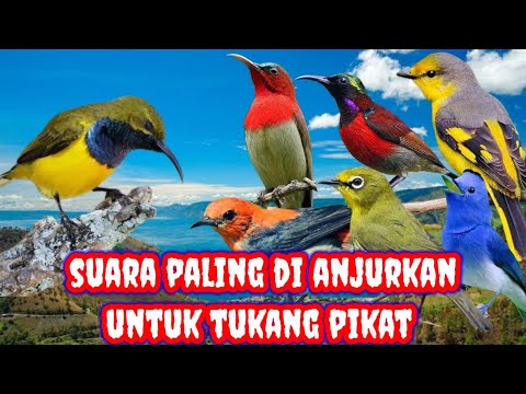 Suara pikat burung sirtu paling ampuh mp3 || sirtu menjerit adalan jaya channel